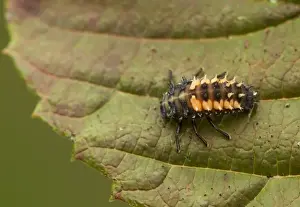 Harlequin Ladybird (Harmonia axyridis) introduced species, melanic form, larva, resting on leaf, Sheffield, South Yorkshire, England, september