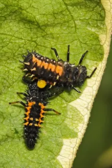Harlequin Ladybird (Harmonia axyridis) introduced species, two larvae, one attacking other on leaf in garden