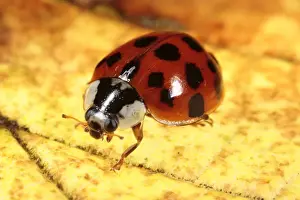 Pests Prints: Harlequin Ladybird (Harmonia axyridis succinea) introduced pest species