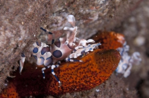 Star Fish Prints: Harlequin Shrimp (Hymenocera elegans) adult
