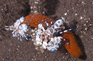 Star Fish Prints: Harlequin Shrimp (Hymenocera elegans) adult pair