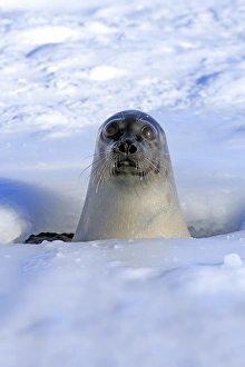 Pinniped Prints: Harp Seal (Pagophilus groenlandicus) adult female