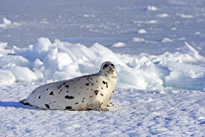 Harp Seal (Pagophilus groenlandicus) adult female, resting on pack ice, Magdalen Islands, Gulf of St
