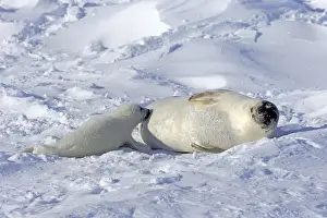Harp Seal (Pagophilus groenlandicus) adult female with pup, suckling on pack ice, Magdalen Islands, Gulf of St