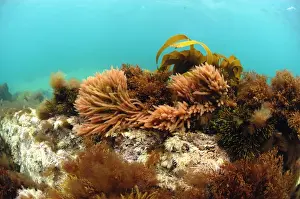Harpoon Weed (Asparagopsis armata) and Kelp (Laminaria sp. ) underwater, growing on shallow rocky reef, Brandy Bay