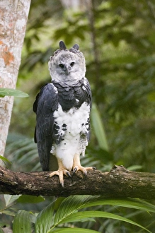 Re Introduction Prints: Harpy Eagle (Harpia harpyja) adult, perched on branch, reintroduction program, Panama