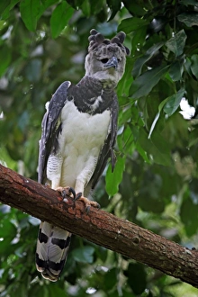 Harpy Eagle (Harpia harpyja) adult female, perched on branch, reintroduction program, Panama, November