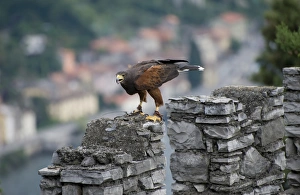 Harris Hawk (Parabuteo unicinctus) adult, falconry bird with radio tracking tag, Vezio Castle, Varenna, Lake Como, Lombardy, Italy