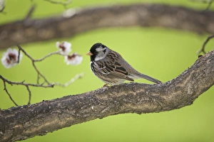 Sparrow Prints: Harris's Sparrow (Zonotrichia querula) adult