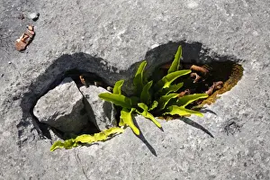 Hart s-tongue Fern (Phyllitis scolopendrium) fronds, growing from crevice in limestone pavement