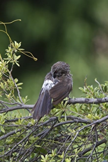 hartlaubs babbler