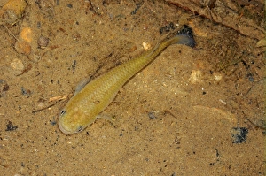Leeward Islands Prints: Hart's Rivulus (Rivulus hartii) adult