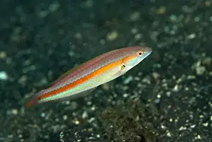 Muck Prints: Hartzfelds Wrasse (Halichoeres hartzfeldii) juvenile