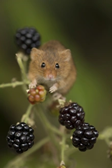 Harvest Mouse (Micromys minutus) adult, climbing amongst blackberries, South Yorkshire, England, October (captive)