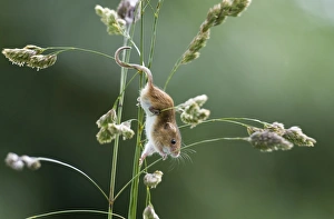 Stem Prints: Harvest Mouse (Micromys minutus) adult