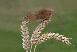 Harvest Mouse (Micromys minutus) adult, climbing on ripe wheat ear, Leicestershire, England, june (controlled)