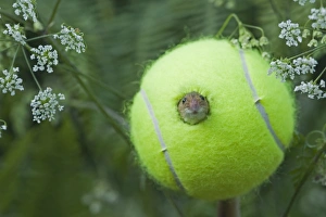 Harvest Mouse (Micromys minutus) adult, emerging from hole in tennis ball artificial nest on nature reserve, Norfolk