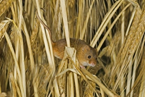 Harvest Mouse (Micromys minutus) adult, climbing amongst barley stalks, Norfolk, England, july