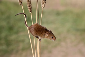 Harvest Mouse (Micromys minutus) adult, climbing on stems, Midlands, England, september