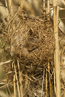 Harvest Mouse (Micromys minutus) adult, at breeding nest in reeds, England, April (controlled)