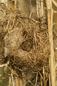 Harvest Mouse (Micromys minutus) adult, at breeding nest in reeds, England, April (controlled)