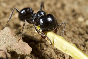 Nest Prints: Harvester Ant (Messor bouvieri) adult