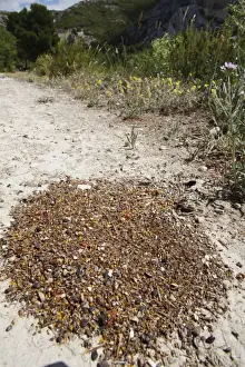 Collected Prints: Harvester Ant (Messor bouvieri) spoil heap of seed husks and other rubbish outside nest entrance
