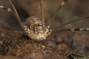 Harvestmen Prints: Harvestman (Leiobunum blackwalli) adult, Leicestershire, England, january