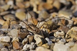 Gravel Prints: Harvestman (Mitopus morio) adult