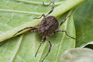 Belvedere Prints: Harvestman (Odiellus spinosus) adult