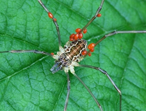 Parasitized Prints: Harvestman (Opiliones sp. ) adult