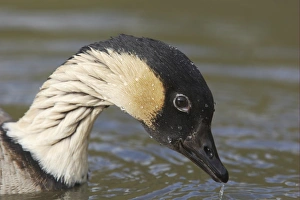 Bill Prints: Hawaiian Goose (Branta sandvicensis) adult