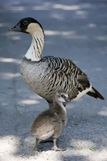 Hawaii Prints: Hawaiian Goose (Branta sandvicensis) adult with gosling, standing (captive)