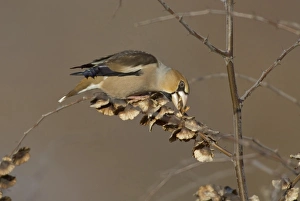 S Eed Prints: Hawfinch (Coccothraustes coccothraustes) adult, feeding on seeds, England, winter