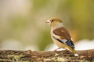 Hawfinch (Coccothraustes coccothraustes) adult female, perched on log, Capanne di Marcarolo Regional Park, Lerma