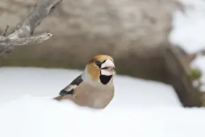 Hawfinch (Coccothraustes coccothraustes) adult male, feeding, standing on snow covered ground, Bulgaria, january