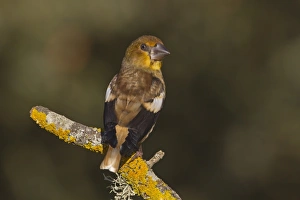 Hawfinch (Coccothraustes coccothraustes) juvenile, perched on twig, Northern Spain, july