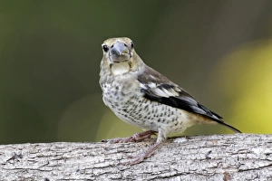 Hawfinch (Coccothraustes coccothraustes) juvenile, perched on branch, Bulgaria, june
