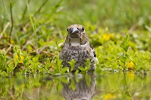 Hawfinch (Coccothraustes coccothraustes) juvenile, bathing in water, Gabarevo, Stara Zagora Province, Bulgaria, June
