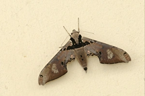 Hawkmoths Prints: Hawkmoth (Adhemarius gannascus) adult, resting on wall, Trinidad, Trinidad and Tobago
