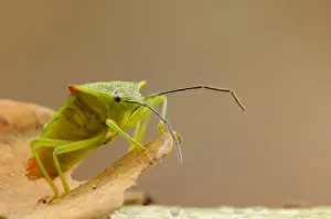 Greenwich Prints: Hawthorn Shieldbug (Acanthosoma haemorrhoidale) adult
