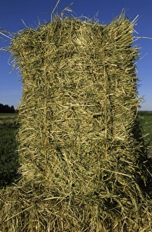 Harvest Prints: Hay crop, close-up of hay bale, Sweden