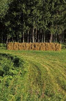 Harvest Prints: Hay crop, drying on racks, Sweden