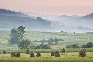 Landscape Prints: Hay ricks in montane meadow at sunset, Tatra Mountains, Western Carpathians, Poland, June