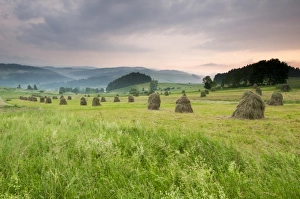 Hay ricks in montane meadow at sunset, Tatra Mountains, Western Carpathians, Poland, June