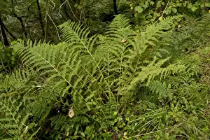Leaves Prints: Hay-scented Buckler Fern (Dryopteris aemula) fronds