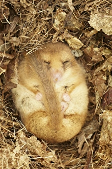 Hazel Dormouse (Muscardinus avellanarius) adult, hibernating in nest, part of re-introduction breeding programme, Kent