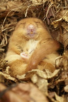Hazel Dormouse (Muscardinus avellanarius) adult, hibernating in nest, part of re-introduction breeding programme, Kent