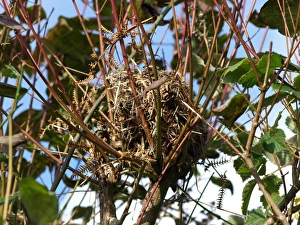 Spindles Prints: Hazel Dormouse (Muscardinus avellanarius) nest