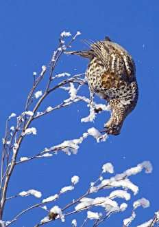 Catkin Prints: Hazel Grouse (Bonasa bonasia) adult female